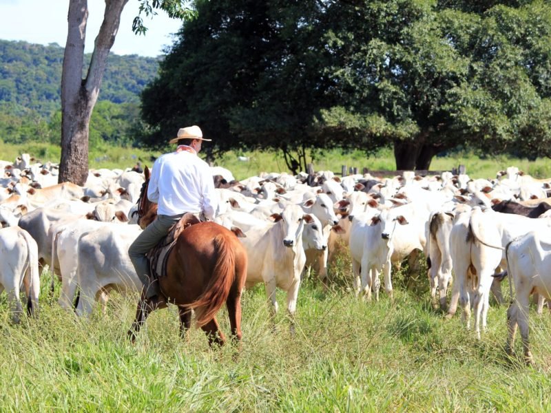 Year-Round Livestock Shelters For Large And Small Farms